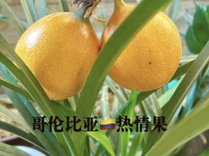 国产 99 天美果冻传媒，口感 Q 弹爽滑，富含维生素和矿物质，是健康与美味的完美结合