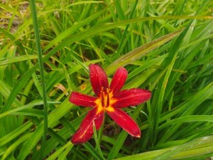 蜜芽忘忧草192MON—蜜芽忘忧草 192MON是什么？有何作用？