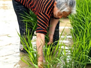 夫妻插秧一百种方法—夫妻插秧有哪些一百种实用方法？