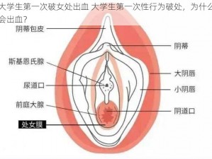 大学生第一次破女处出血 大学生第一次性行为破处，为什么会出血？