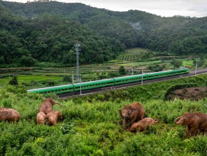 大象回家不迷路2024 大象回家不迷路 2024，这群亚洲象要回家了，它们会迷路吗？