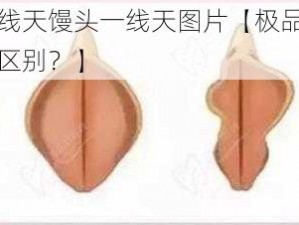 极品馒头一线天馒头一线天图片【极品馒头和一线天馒头有何区别？】