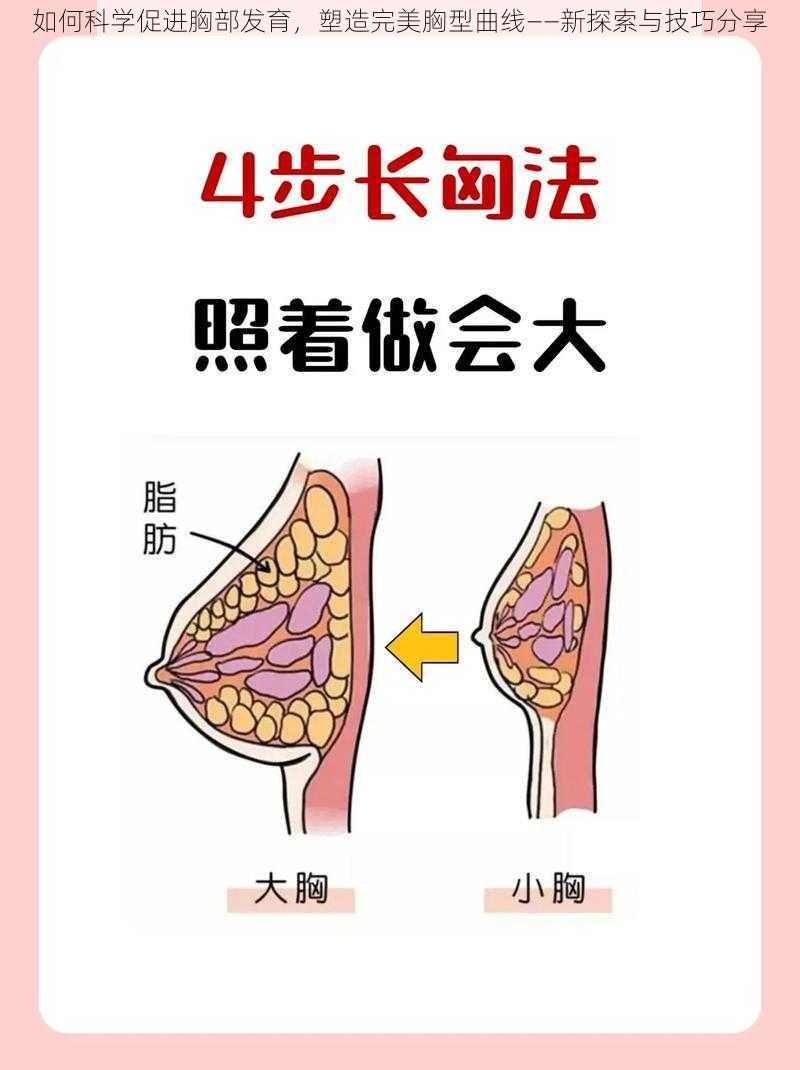 如何科学促进胸部发育，塑造完美胸型曲线——新探索与技巧分享