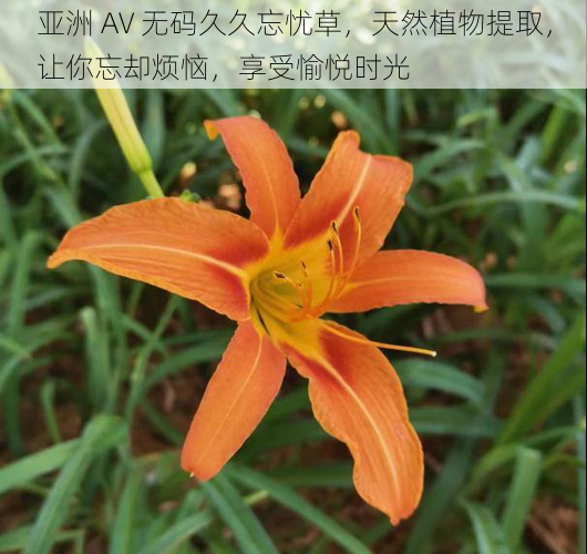 亚洲 AV 无码久久忘忧草，天然植物提取，让你忘却烦恼，享受愉悦时光