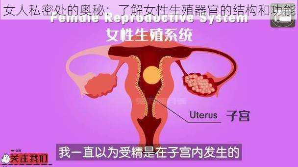 女人私密处的奥秘：了解女性生殖器官的结构和功能