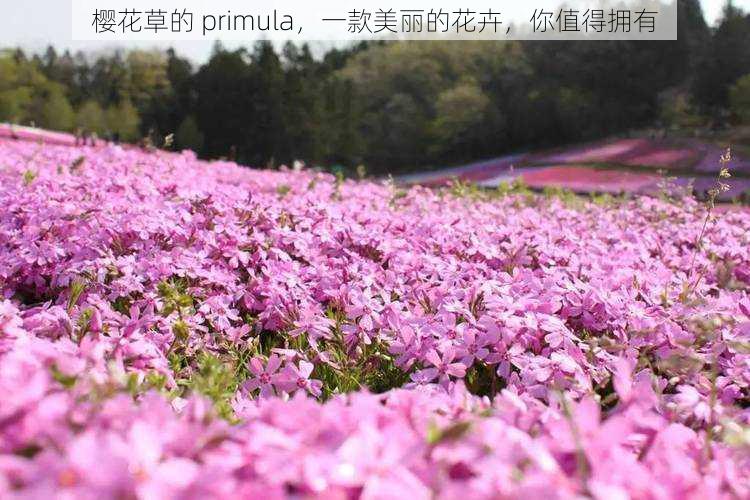 樱花草的 primula，一款美丽的花卉，你值得拥有