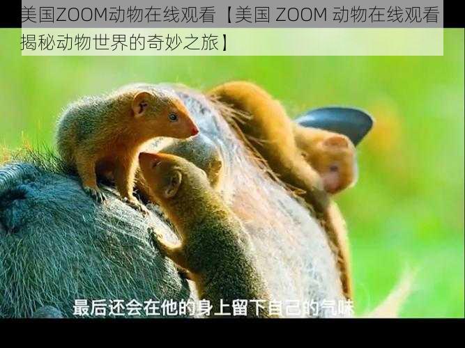 美国ZOOM动物在线观看【美国 ZOOM 动物在线观看：揭秘动物世界的奇妙之旅】