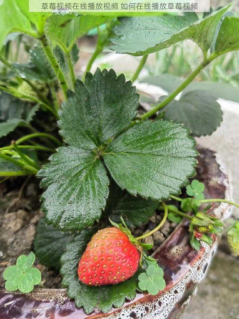 草莓视频在线播放视频 如何在线播放草莓视频