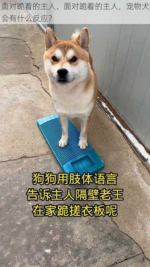 面对跪着的主人、面对跪着的主人，宠物犬会有什么反应？