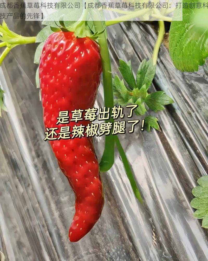 成都香蕉草莓科技有限公司【成都香蕉草莓科技有限公司：打造创意科技产品的先锋】