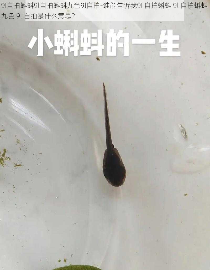 9I自拍蝌蚪9l自拍蝌蚪九色9l自拍-谁能告诉我9I 自拍蝌蚪 9l 自拍蝌蚪 九色 9l 自拍是什么意思？