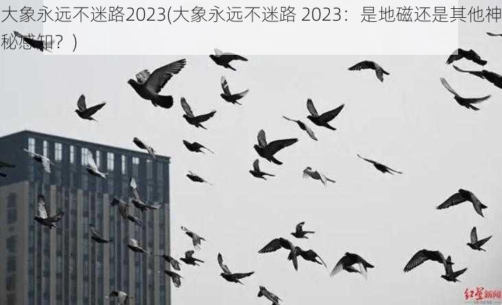 大象永远不迷路2023(大象永远不迷路 2023：是地磁还是其他神秘感知？)